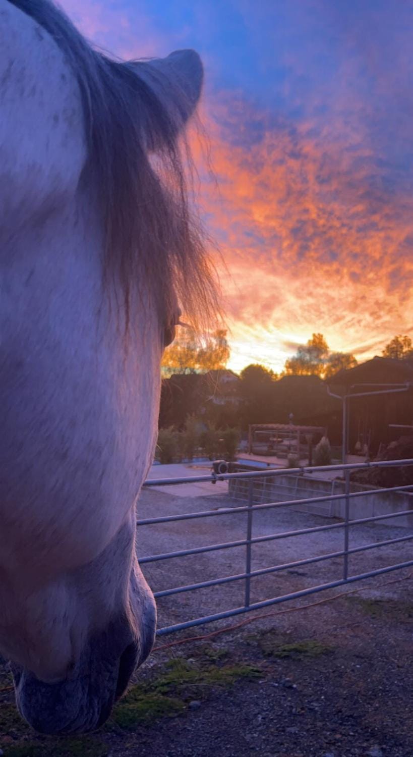 Horse-riding, Animals