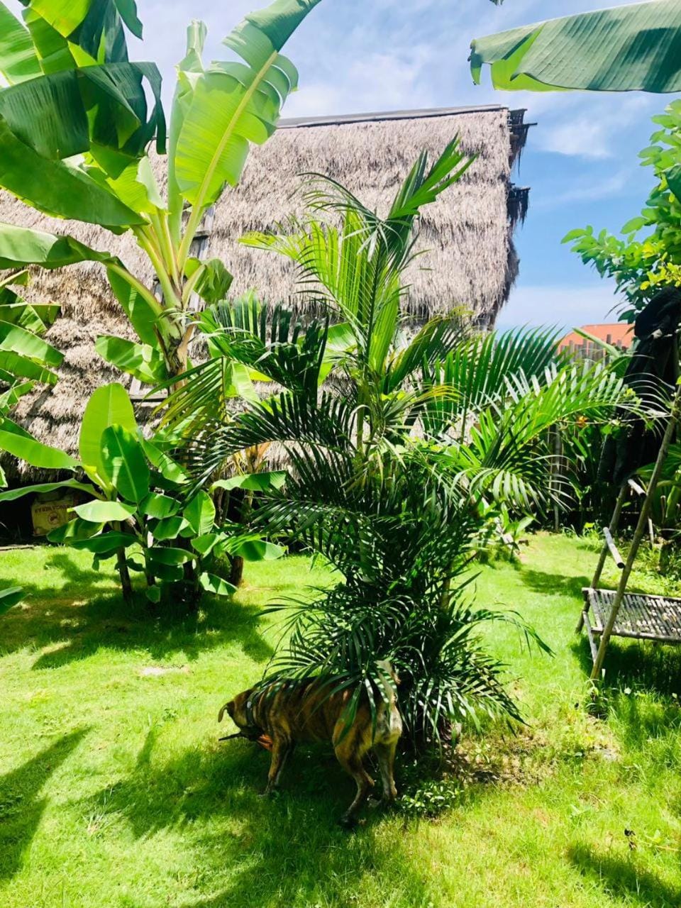 Day, Natural landscape, Garden view