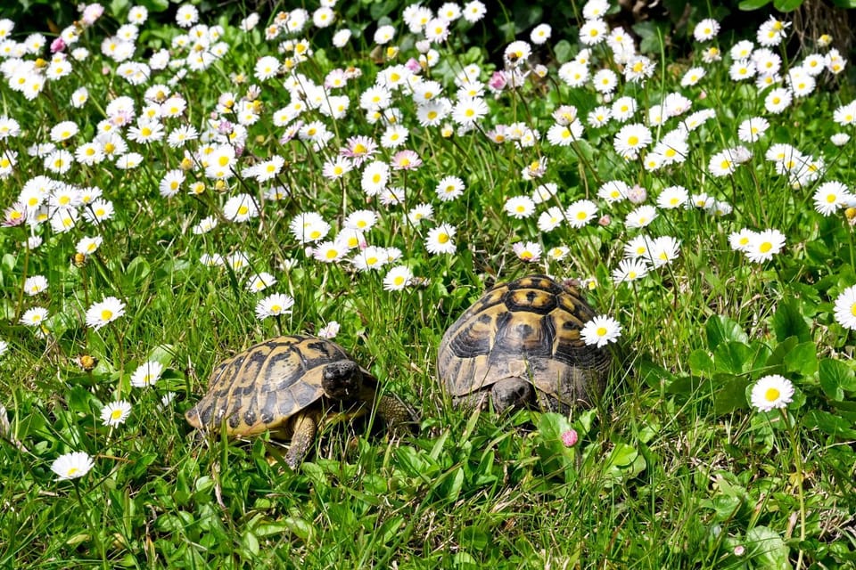 Spring, Day, Animals