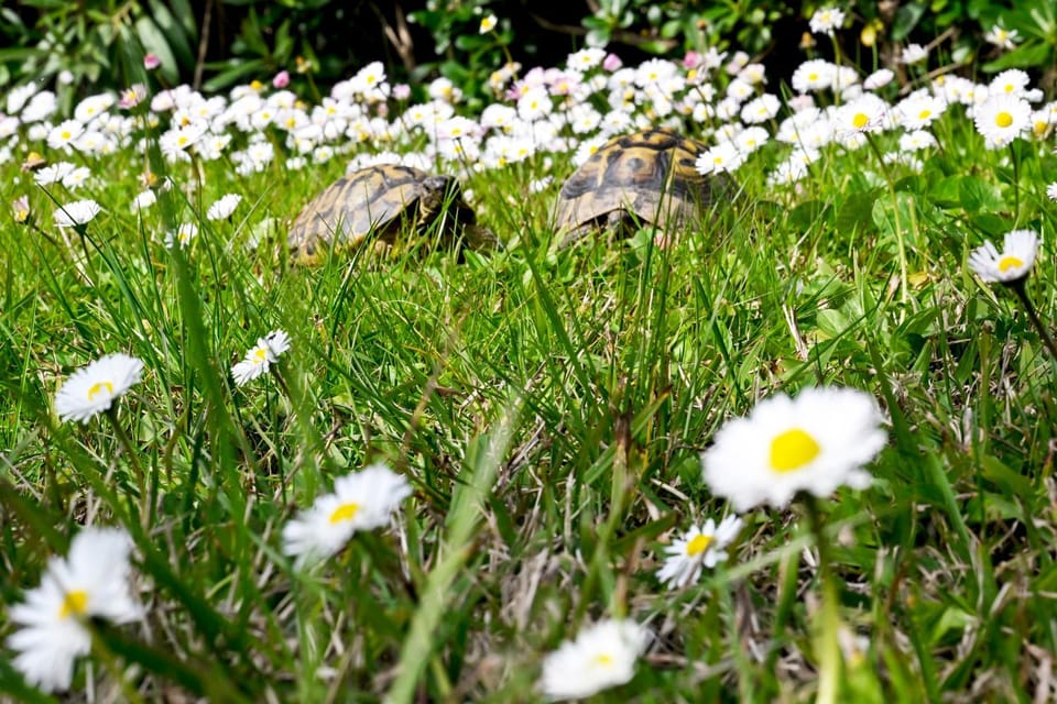 Spring, Natural landscape, Garden, Garden view