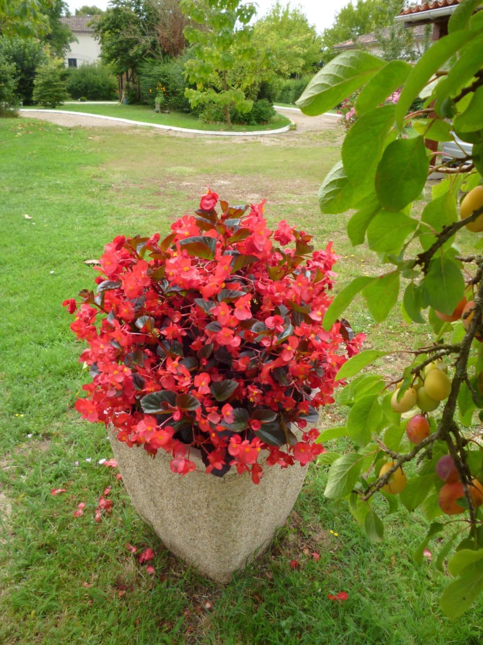 Garden view