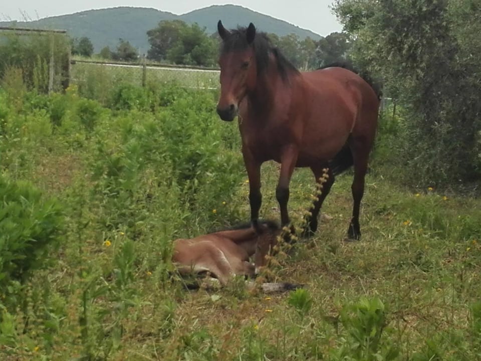 Animals