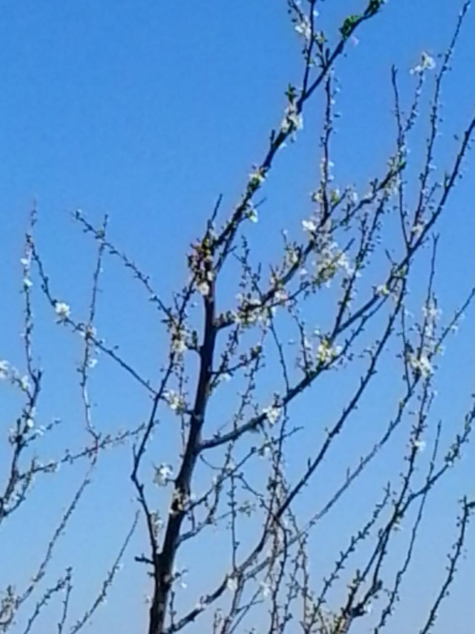 Spring