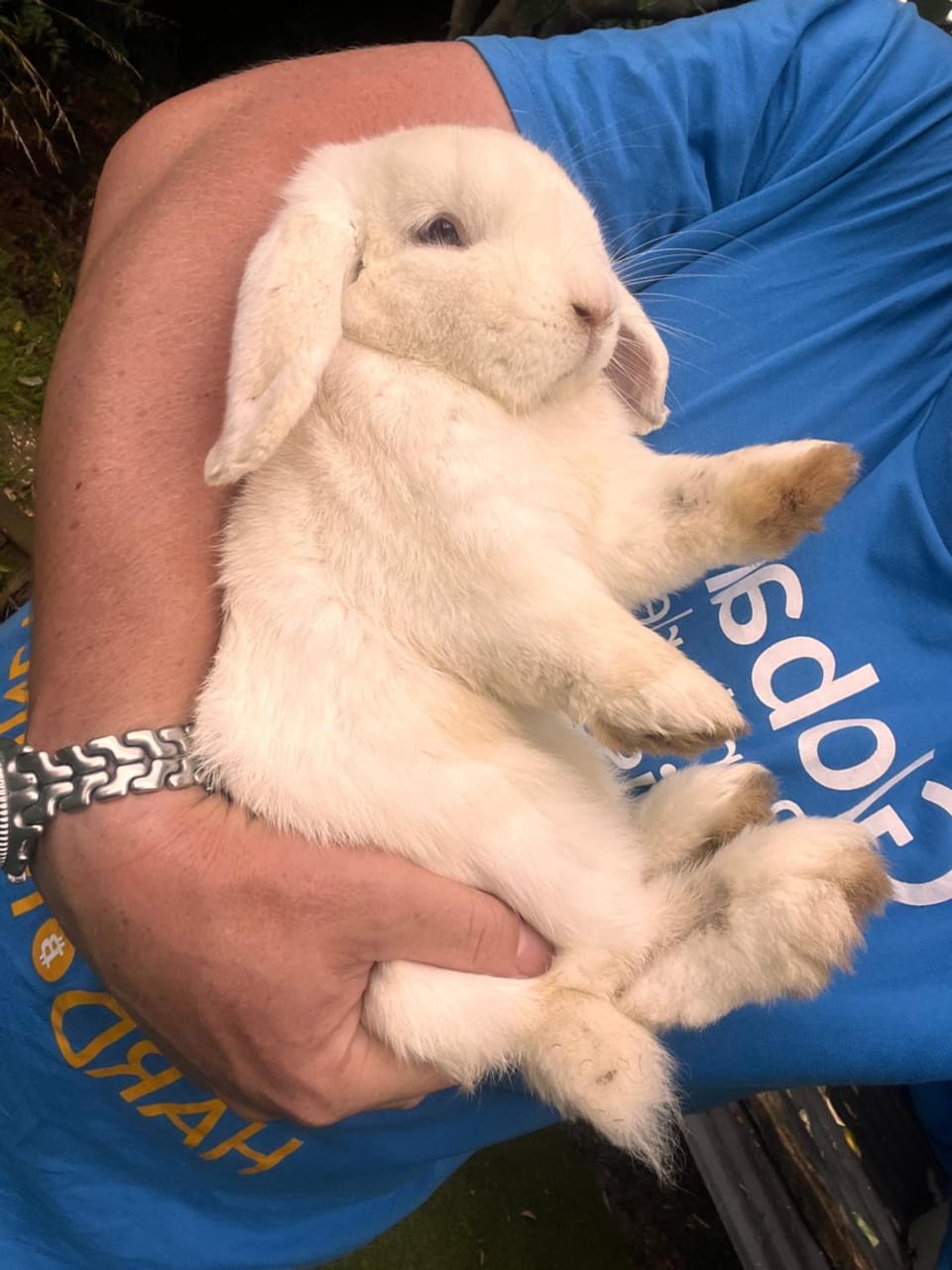 Bunny BnB, Self Check In, Lower Level Guest Unit House in Auckland