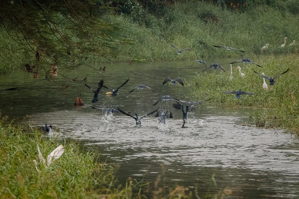 Natural landscape, Animals, River view