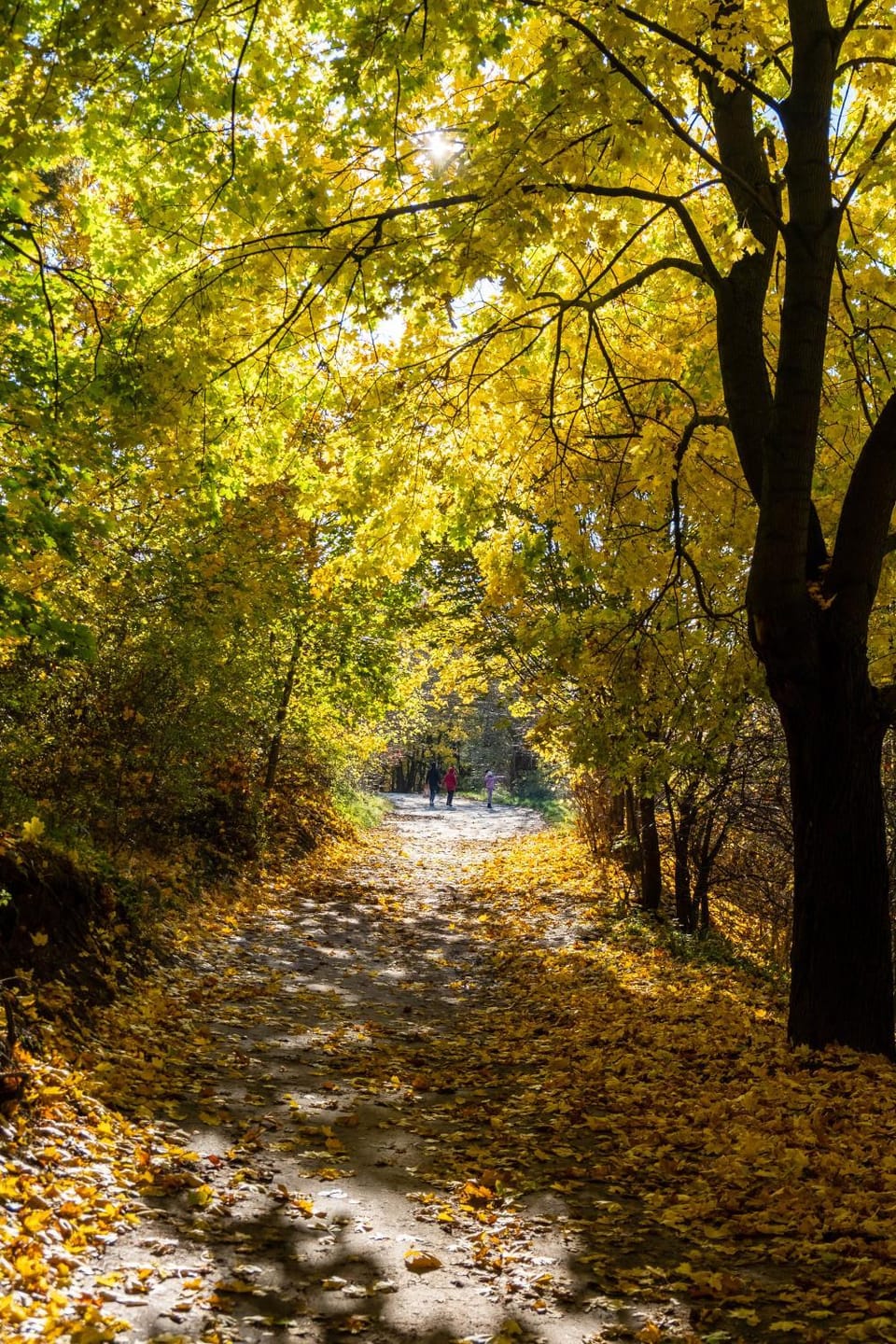 Day, Natural landscape, Autumn