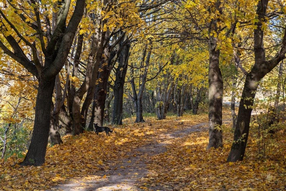 Day, Natural landscape, Autumn