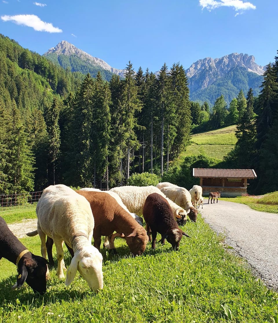 Summer, Animals, Animals