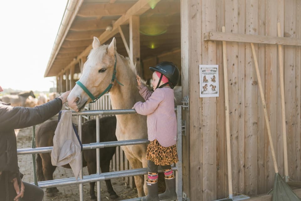 Horse-riding, Animals, children, group of guests