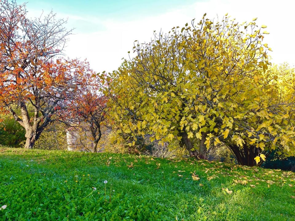 Autumn