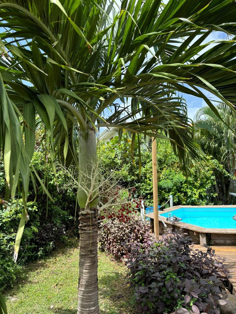 Garden, Swimming pool