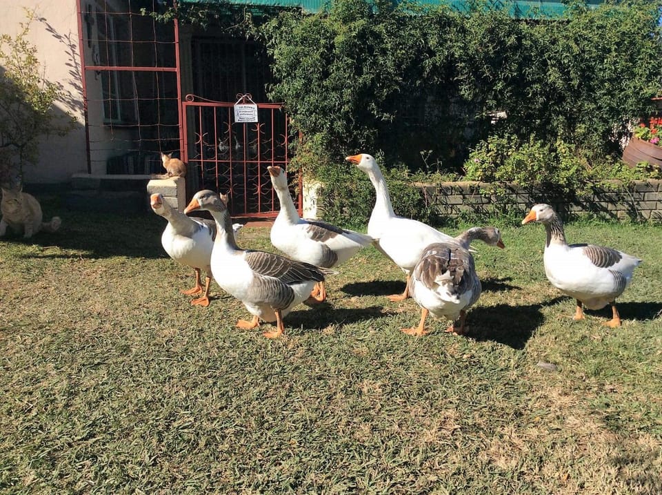 Garden, Pets