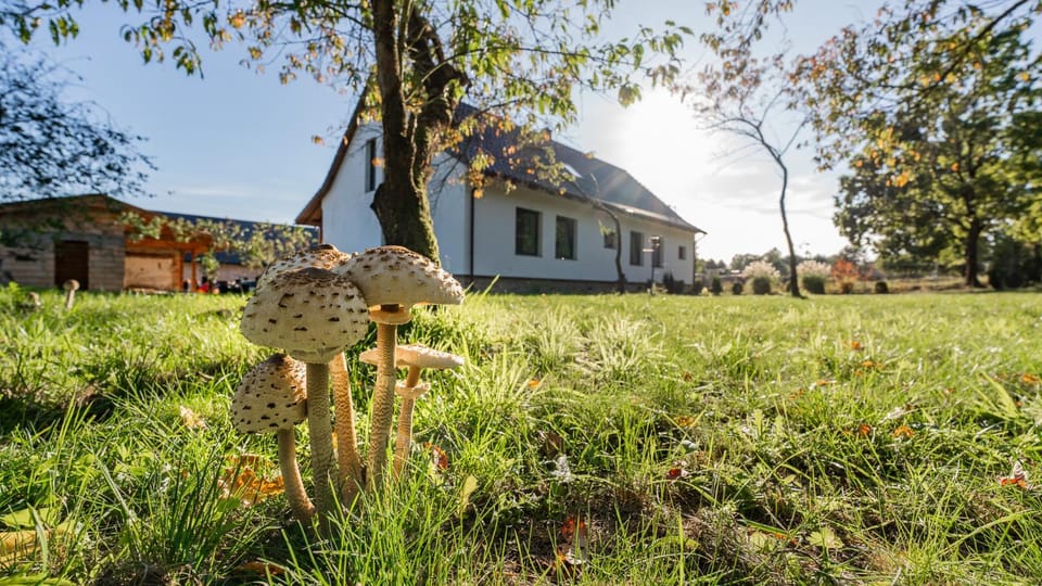 Property building, Natural landscape, Garden