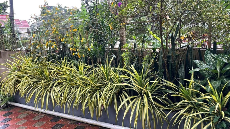 Garden view