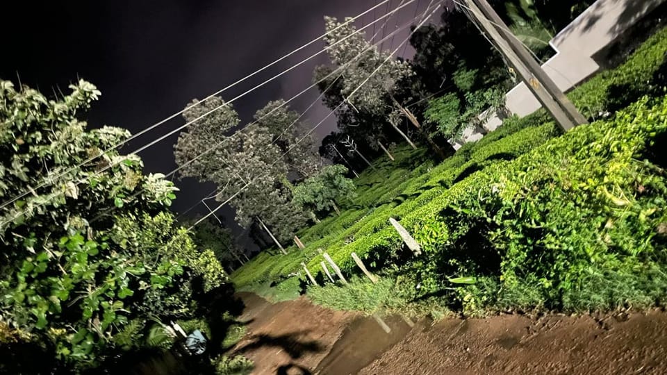 Night, Garden