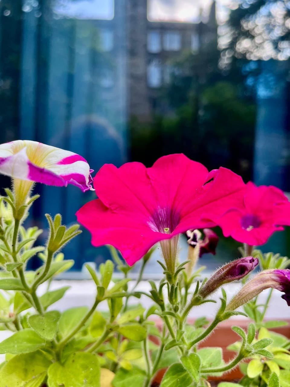 Spring, Day, Garden, Garden view