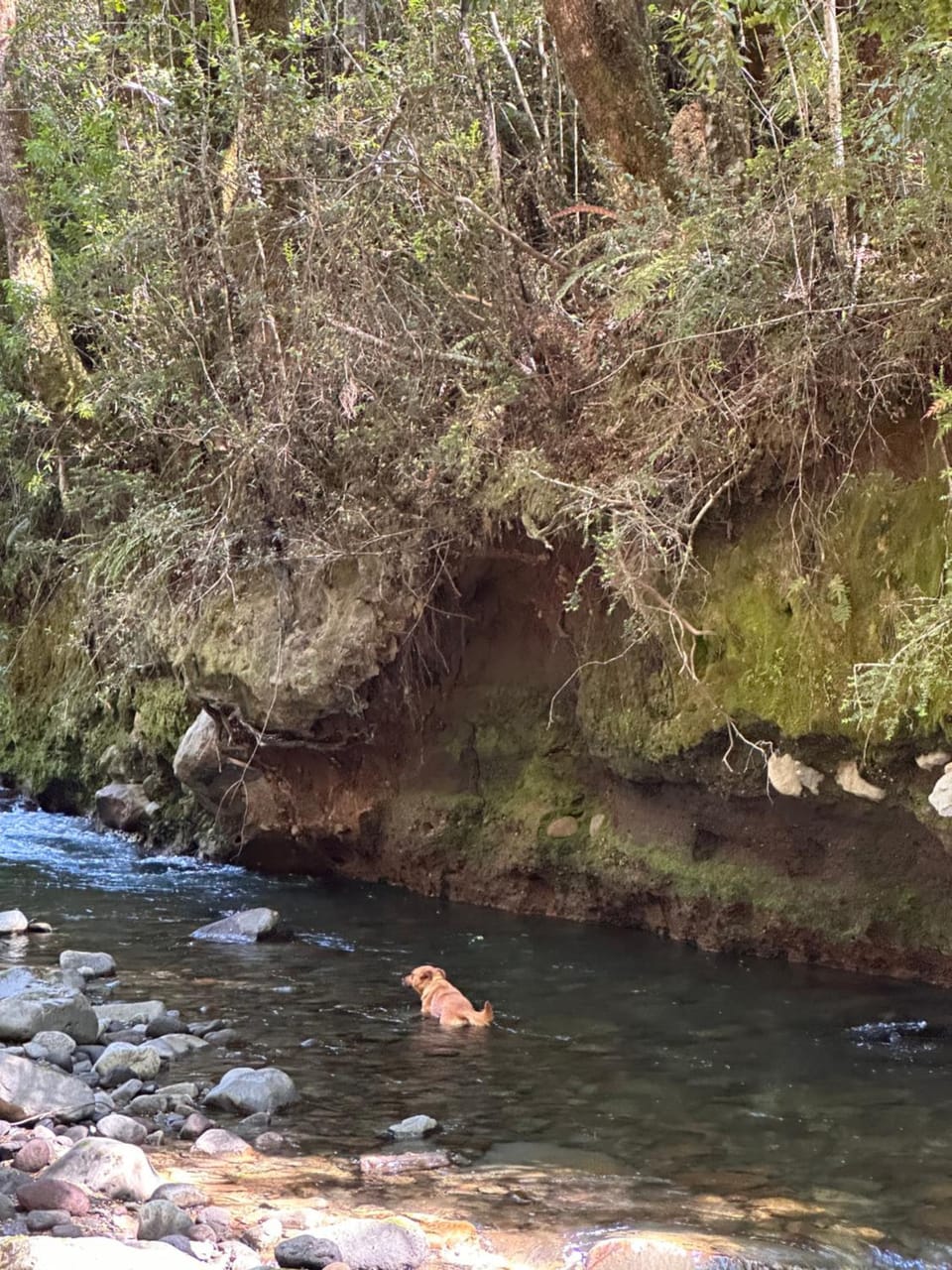Natural landscape, Pets, River view