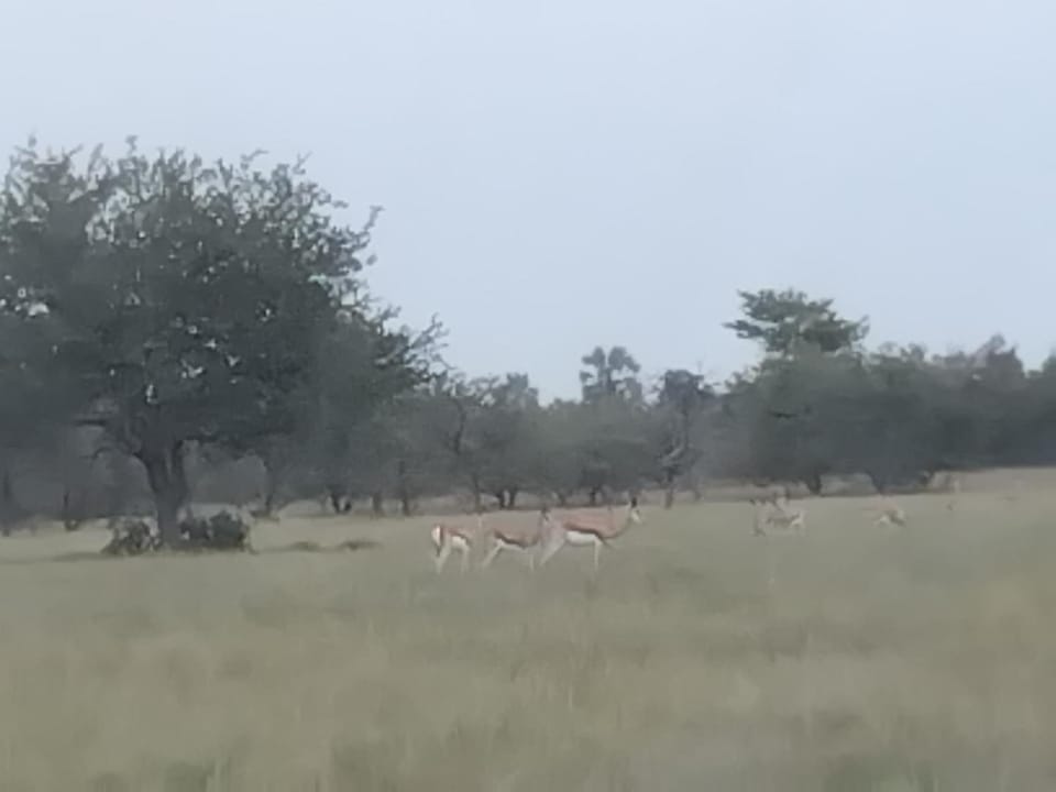 Animals
