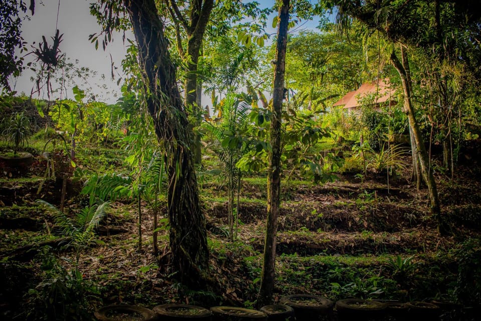 Natural landscape, Garden, Garden view