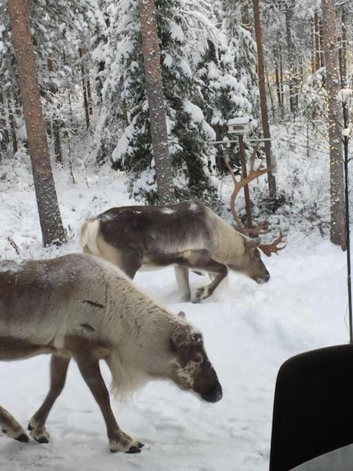 Arctic Circle Guesthouse House in Rovaniemi