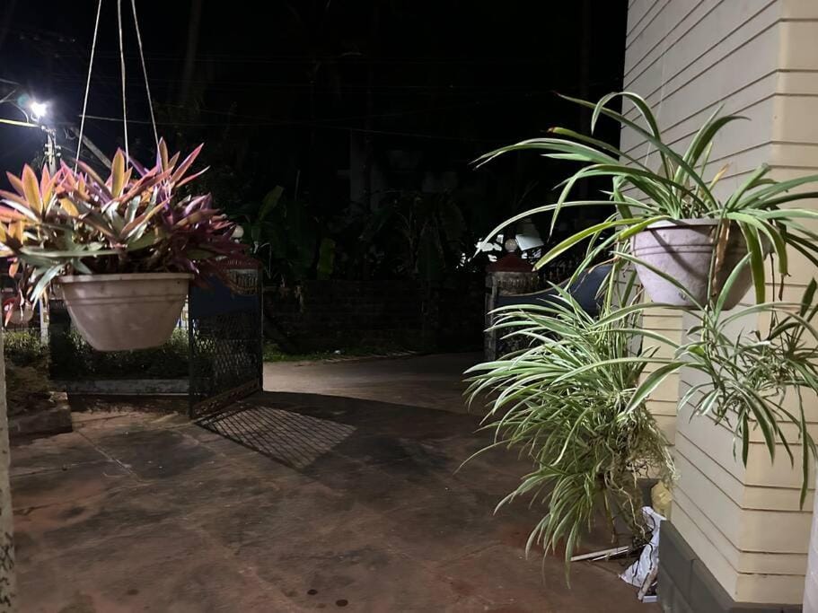 Night, Garden, Garden view
