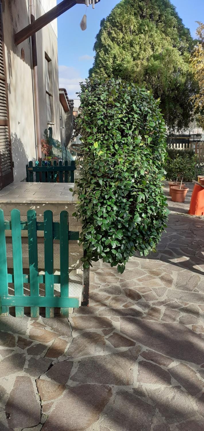 B&B La Camelia Bed and Breakfast in Tuscany
