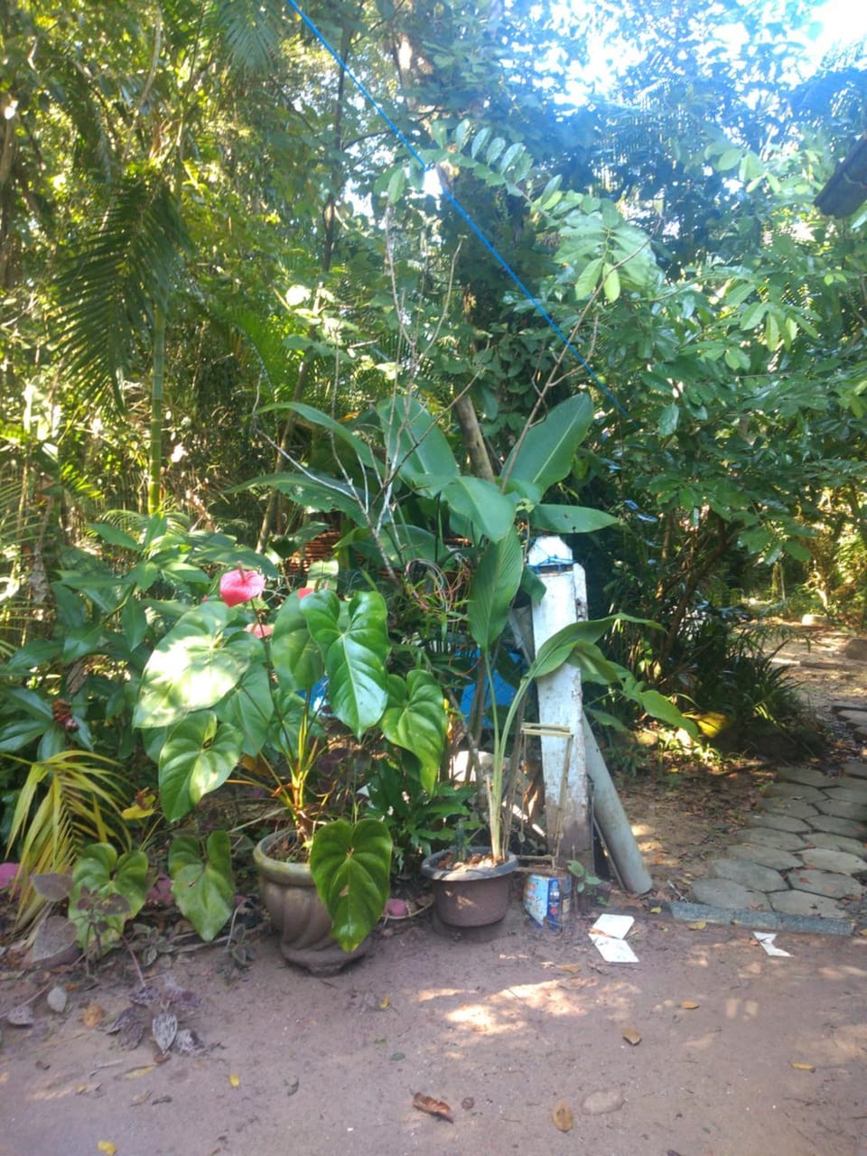 Garden view