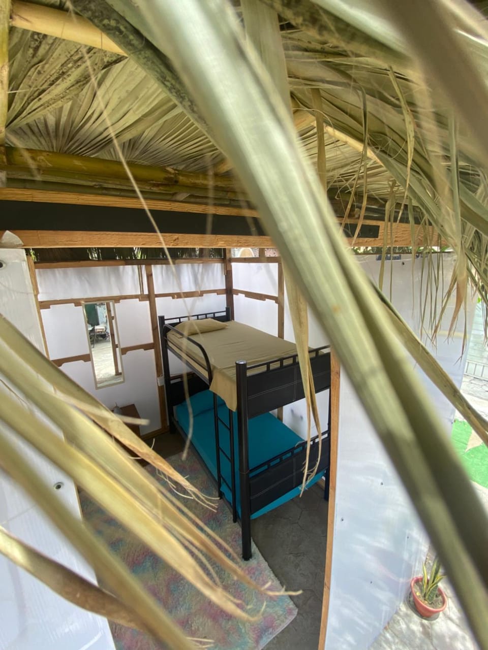 Aloha Surf Hostel Hostel in San Jose del Cabo
