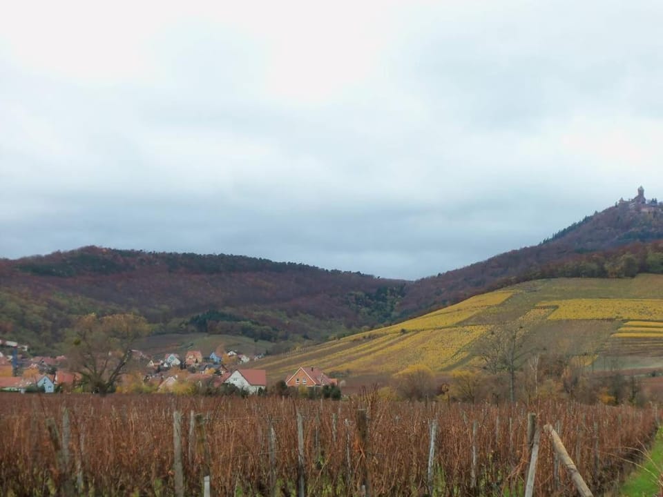 Apartment Route du Vin Centre Alsace Apartment in Grand Est