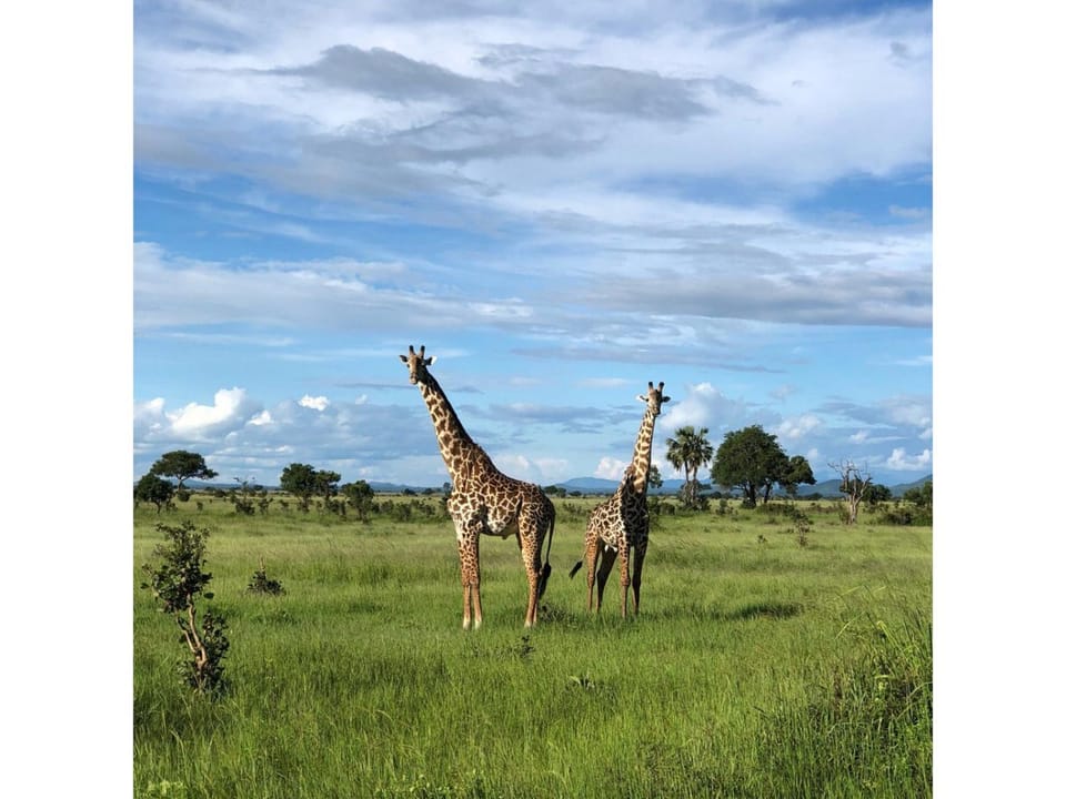 Animals
