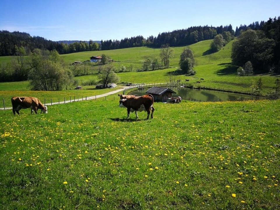 Animals