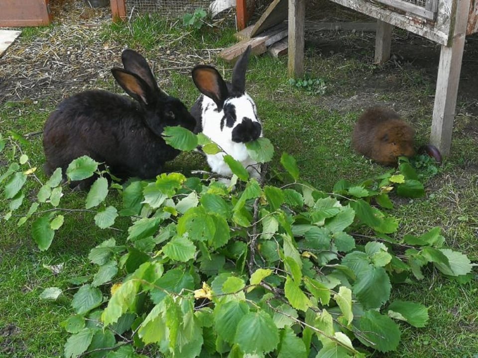 Animals
