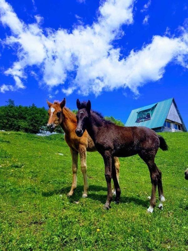 Etno village Katun Chalet in Montenegro