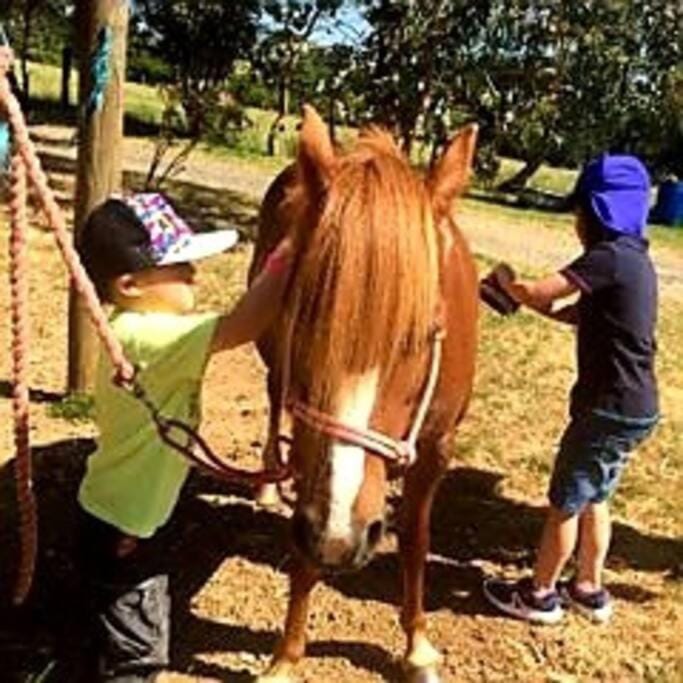 People, Animals, children
