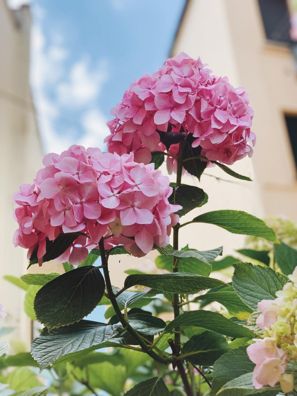 Garden, Garden, Garden view, Garden view