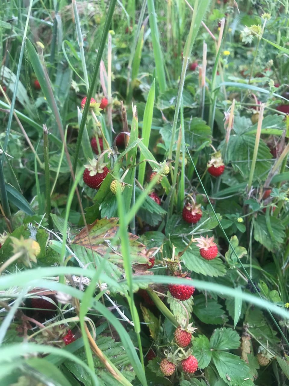 Agroturystyka na Górce Farm Stay in Pomeranian Voivodeship