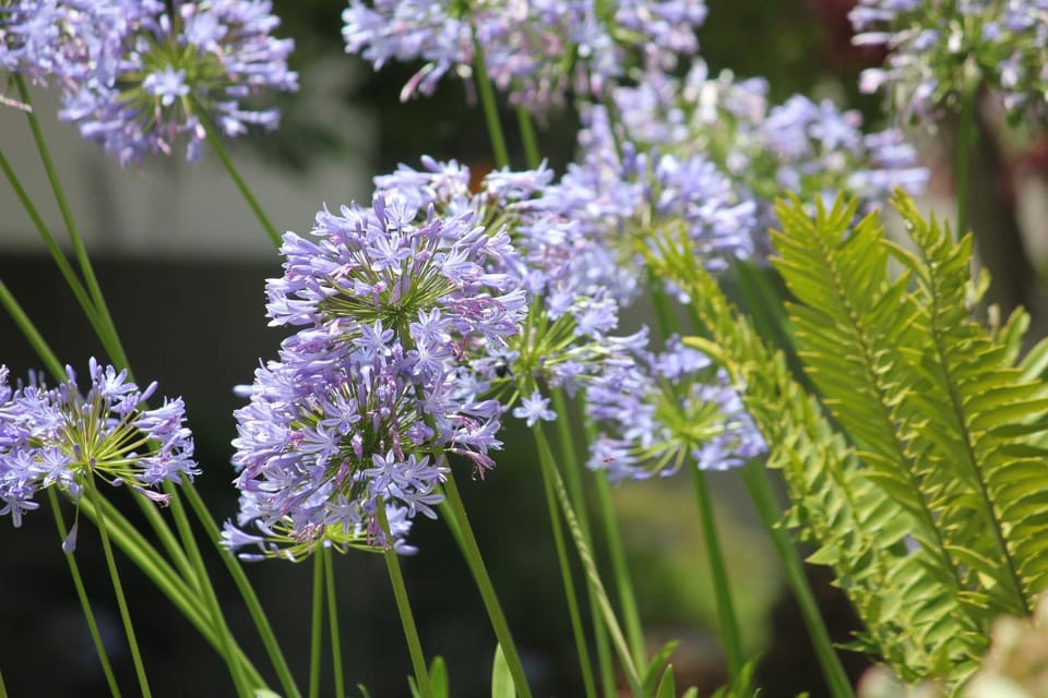Spring, Garden, Garden view