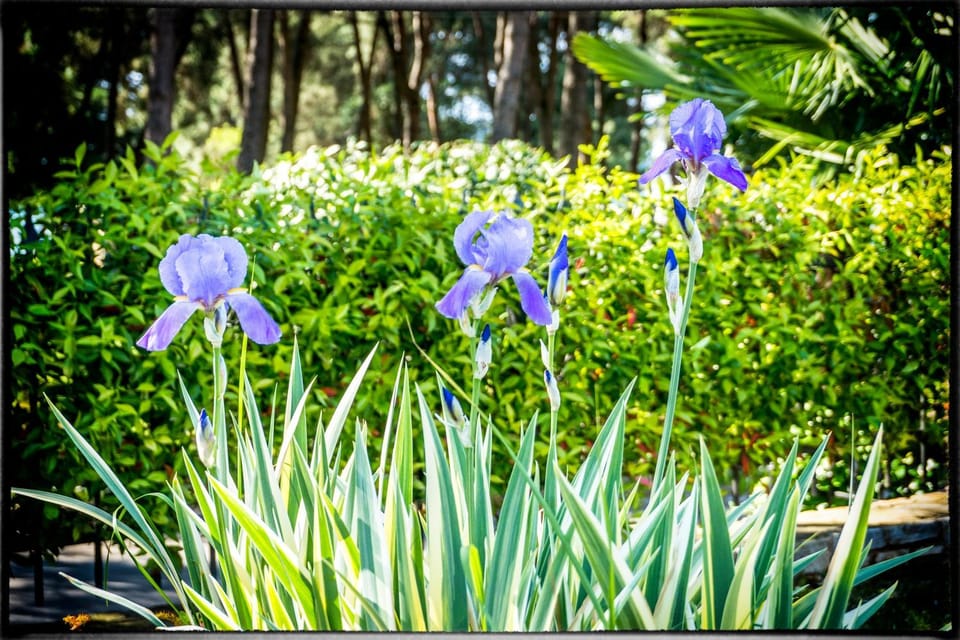 Holiday Home Sofia House in Poreč