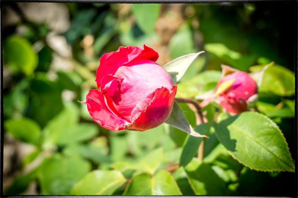 Holiday Home Sofia House in Poreč