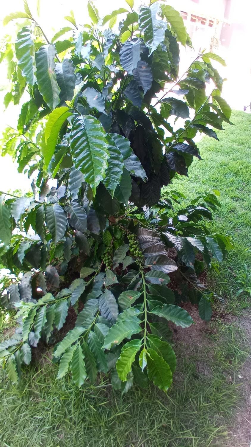 Pousada São José na Canastra Nature lodge in State of São Paulo