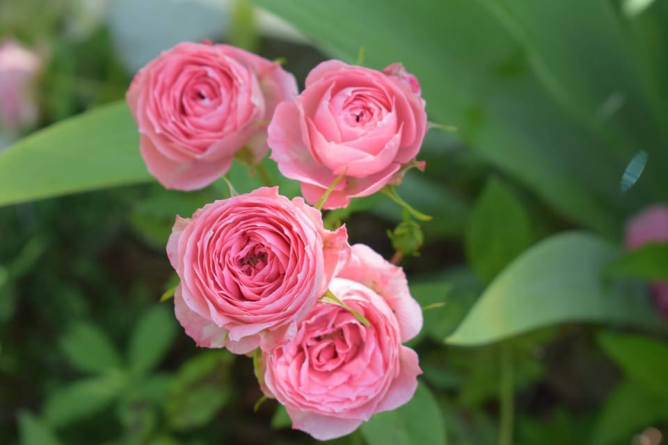 Spring