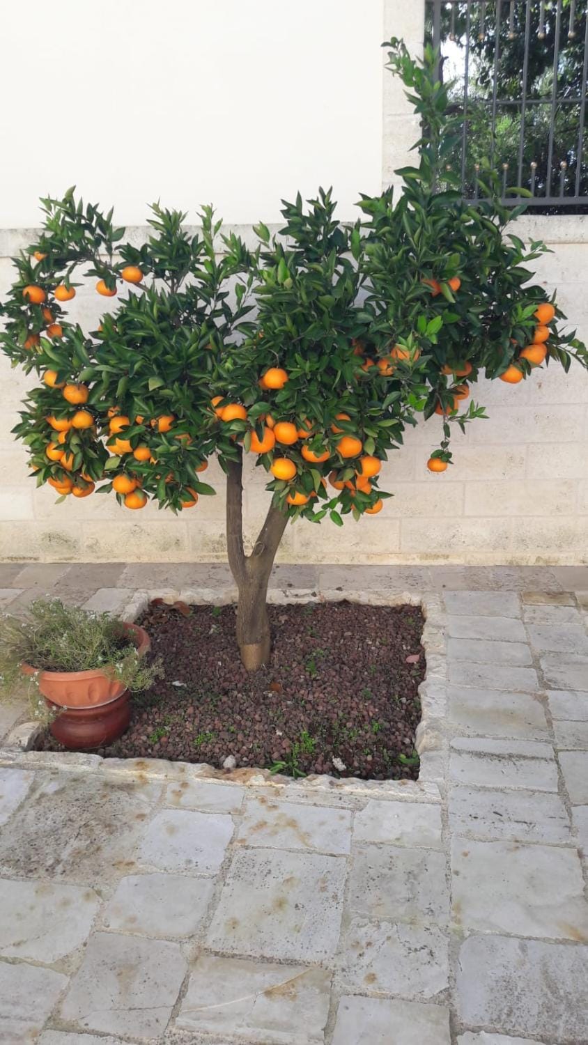 Patio, Garden