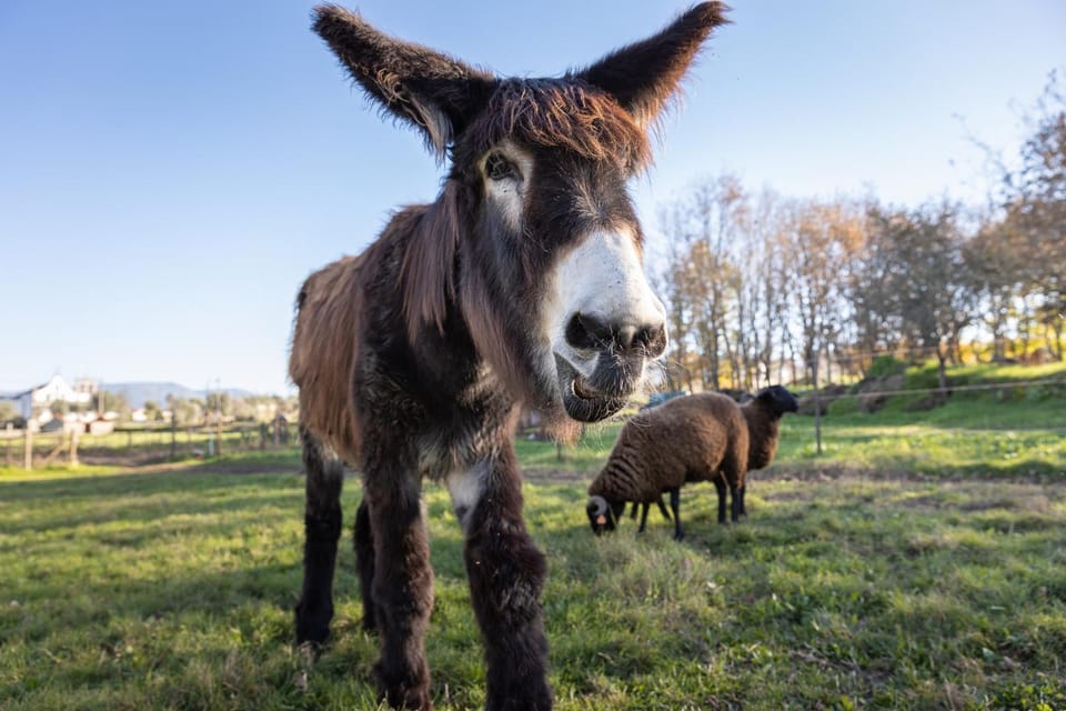 Day, Animals