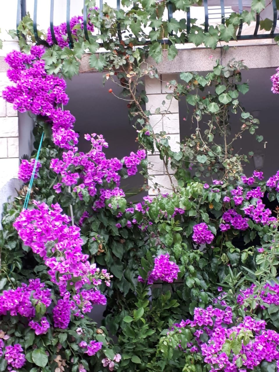 Spring