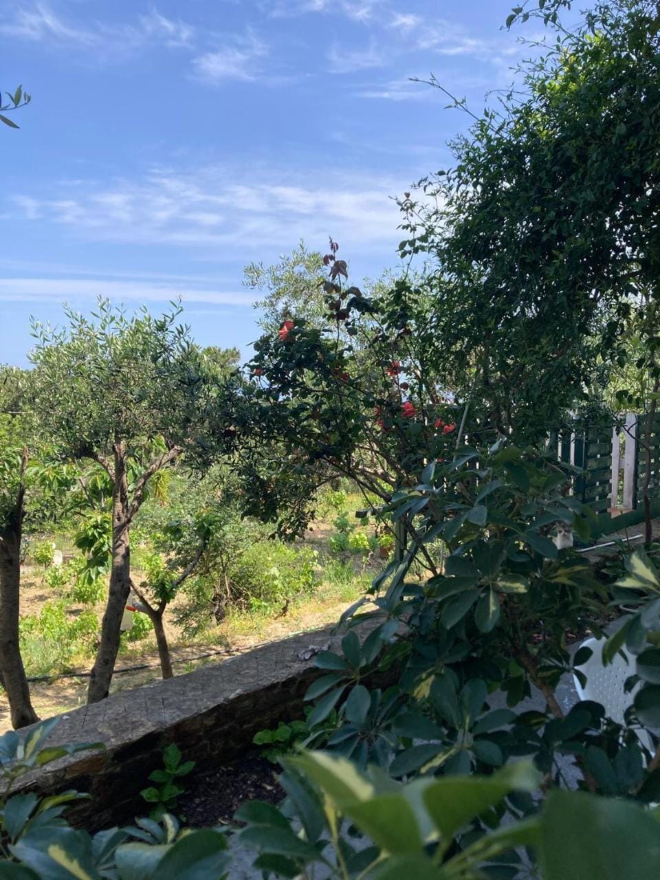 under the Pines House in Icaria