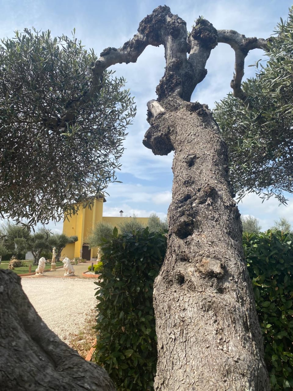 Property building, Garden