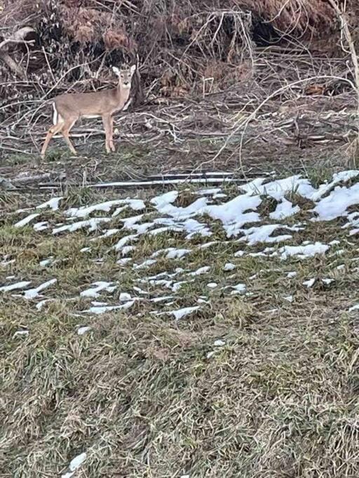 Spring, Day, Natural landscape, Winter, Animals