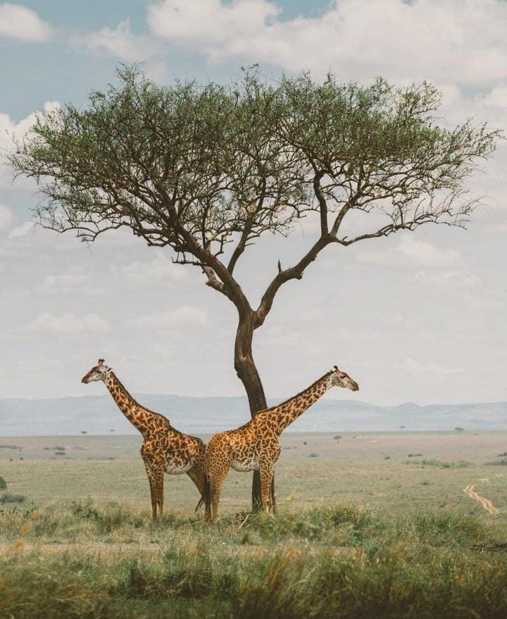 Luluka Guest House Bed and Breakfast in Kenya