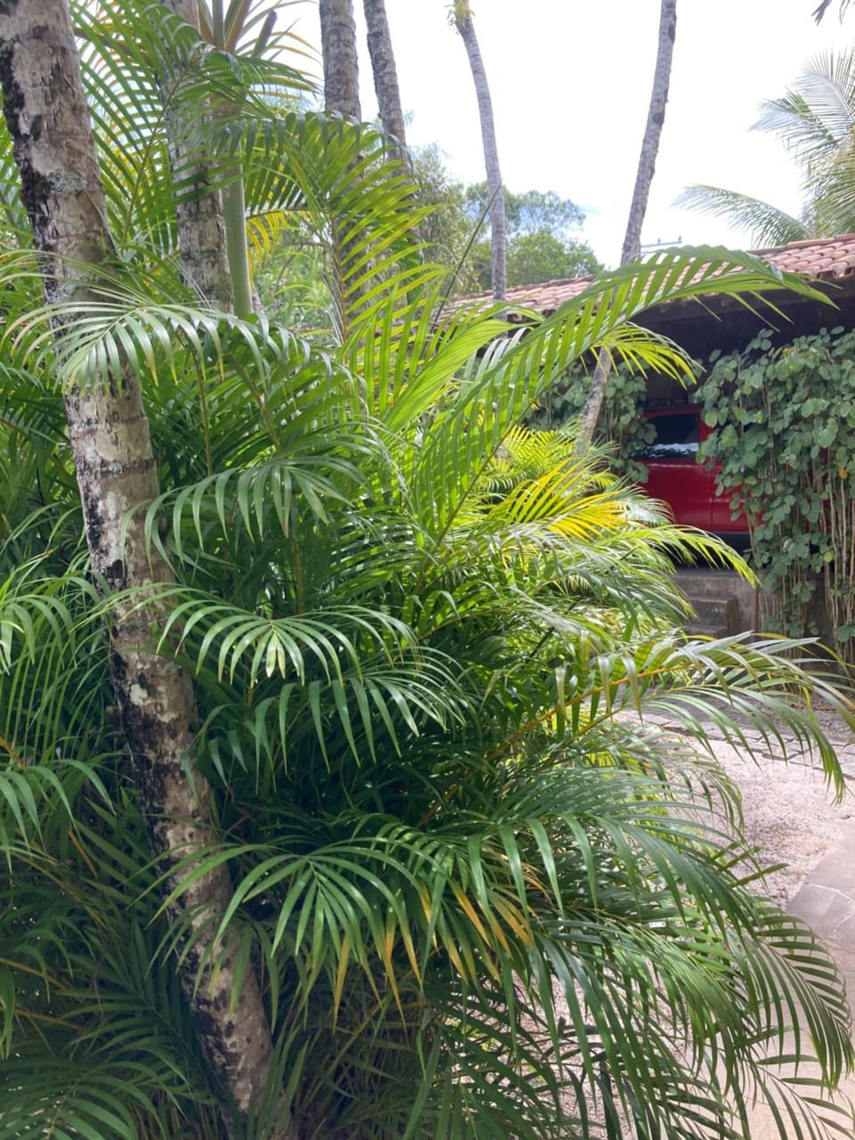 Da Judite Apartment in State of Bahia