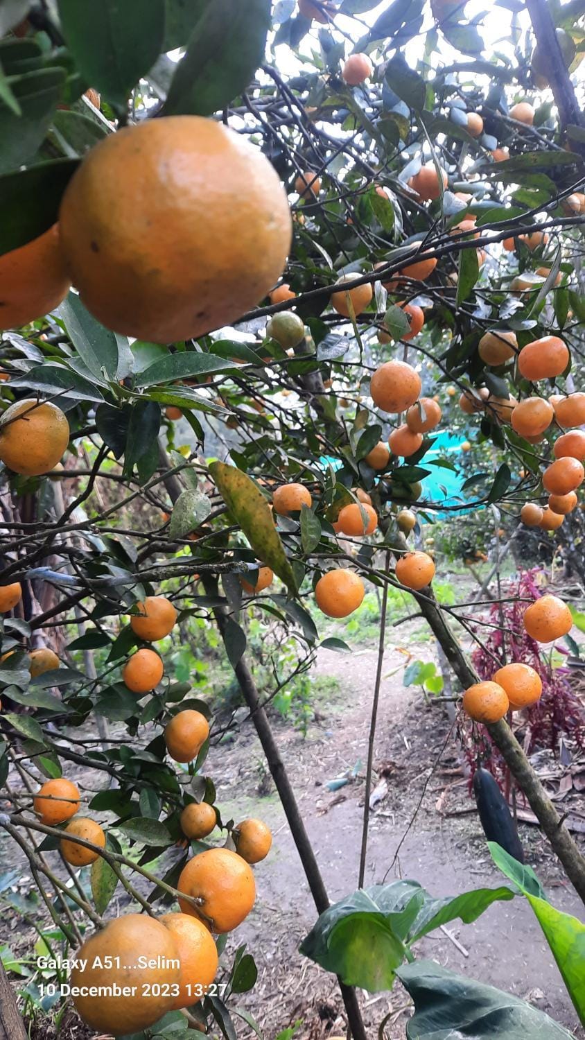 Day, Garden